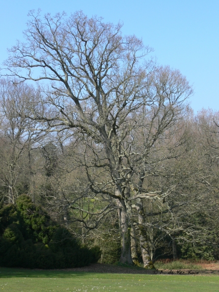 Bois des Moutiers (11) mars 2012